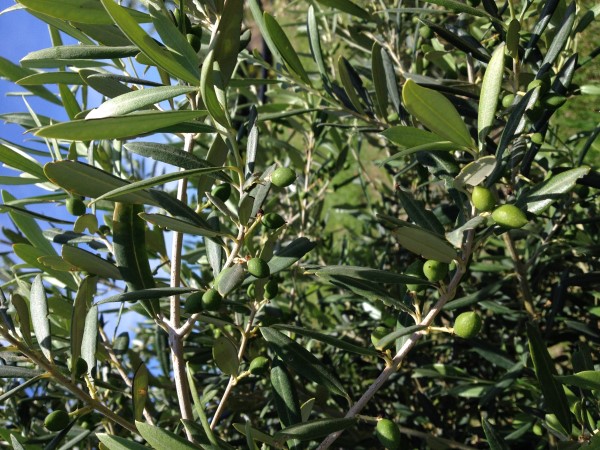 azienda milio esterno casa